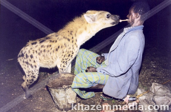 man feeding hyena